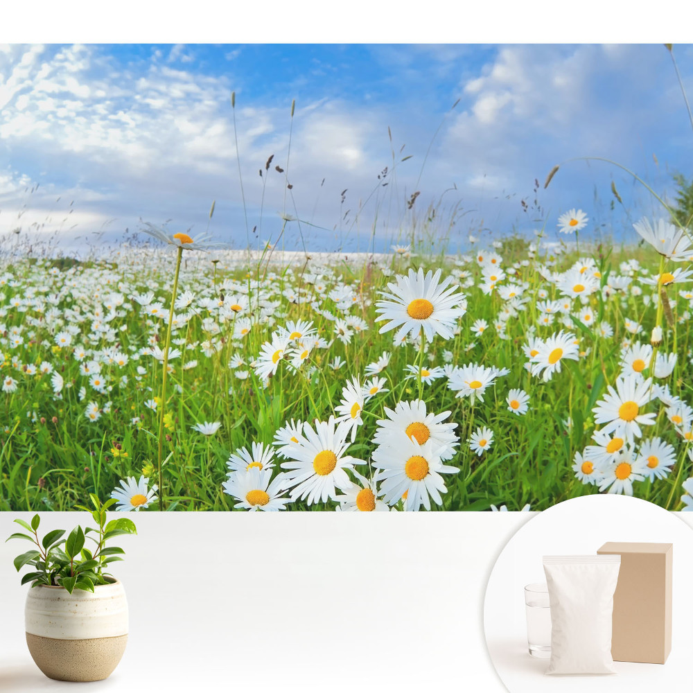 Tapeta na zeď s motivem kvetoucí louky v létě