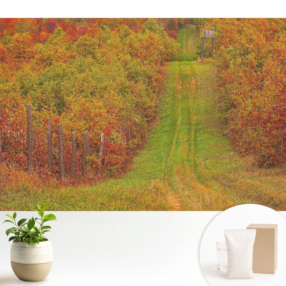 Samolepící tapeta s motivem podzimní cesty mezi barevnými stromy