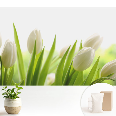 Tapeta na zeď Jemné bílé tulipány, moderní elegance
