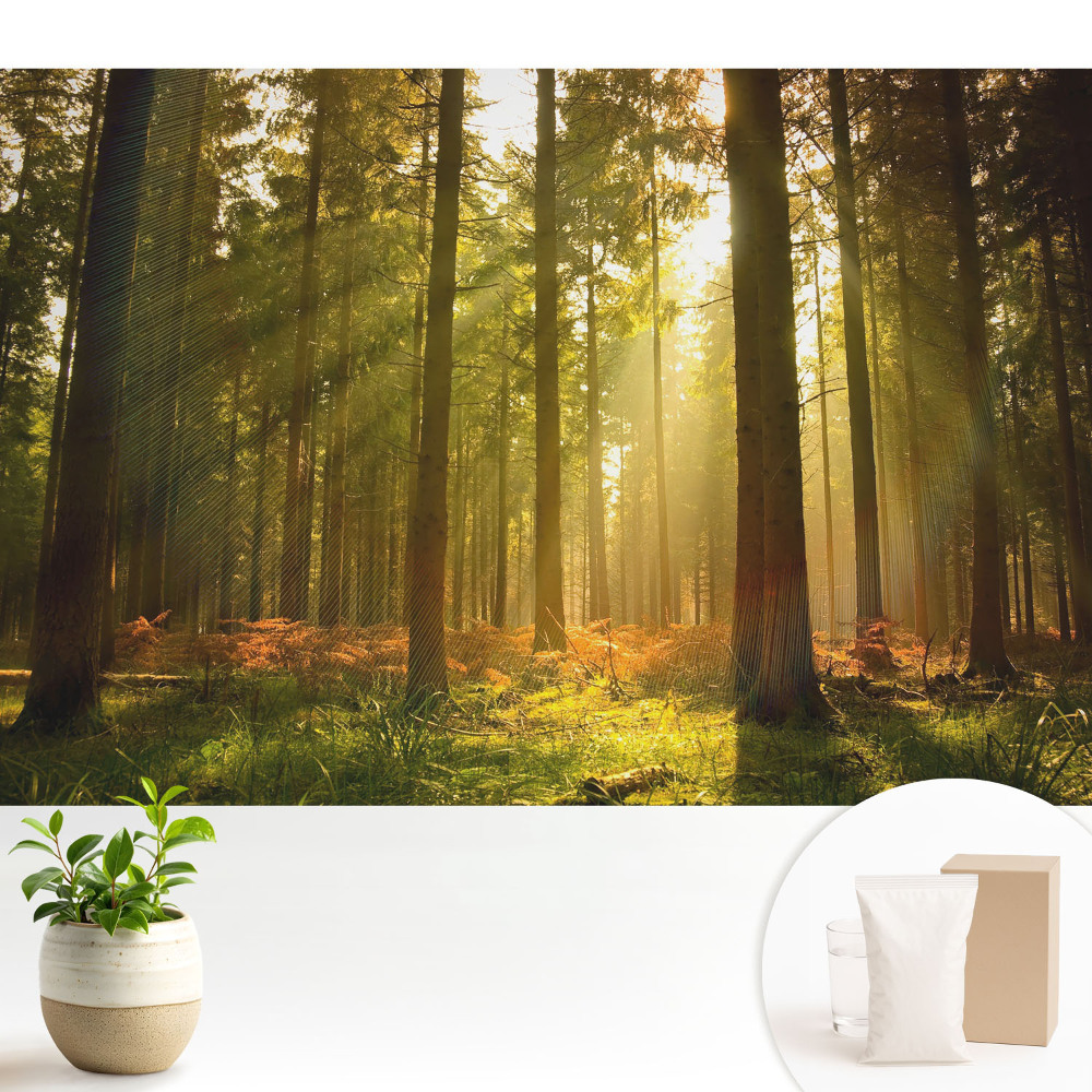 Samolepící tapeta „Slunečný les ráno"