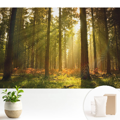 Samolepící tapeta „Slunečný les ráno