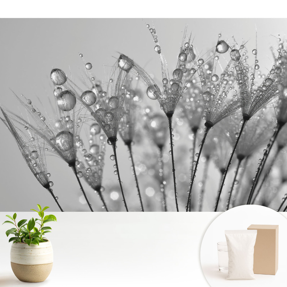 Tapeta na zeď s motivem kapek a semínek pampelišky