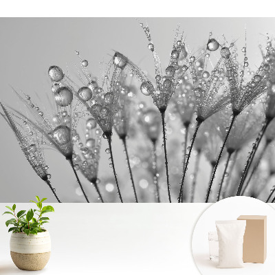 Tapeta na zeď Kapky na semínka pampelišky