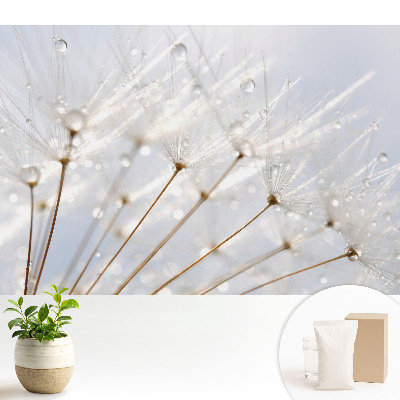 Tapeta Pampeliška s kapkami rosy