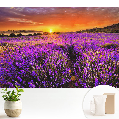Samolepící tapeta Západ slunce na levandulových polích