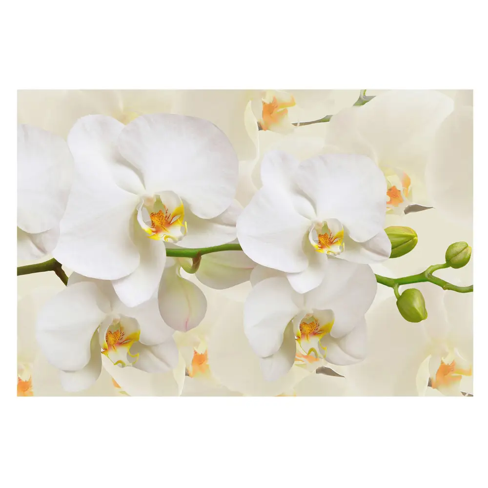 Samolepící tapeta Bílé orchideje, svěžest moderního stylu