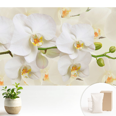 Samolepící tapeta Bílé orchideje, svěžest moderního stylu