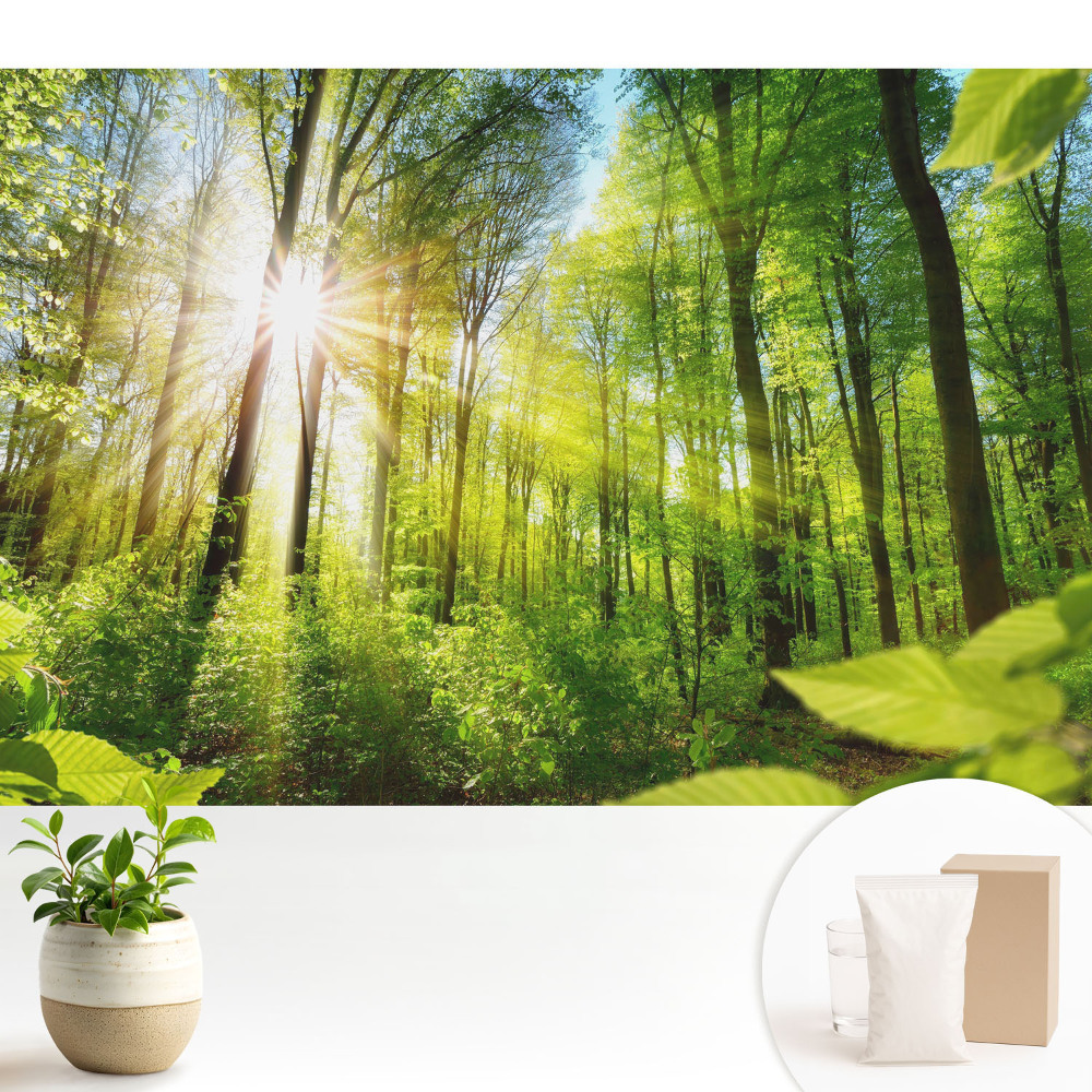 Tapeta do obývacího pokoje s motivem slunečního světla v lesní krajině