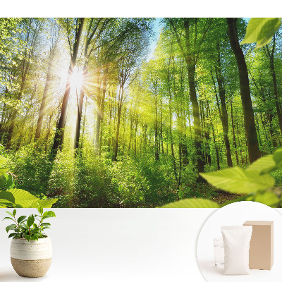 Tapeta do obývacího pokoje s motivem slunečního světla v lesní krajině