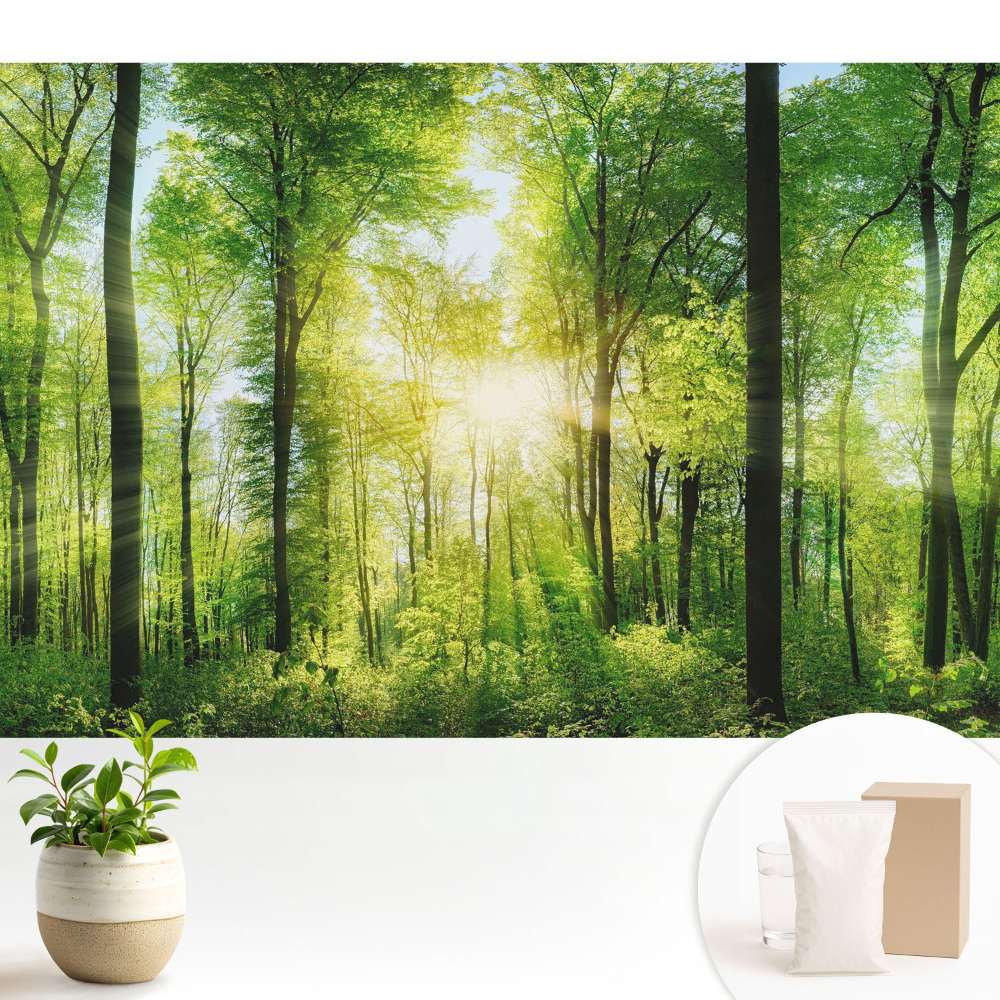 Tapeta zelený les v paprscích slunce