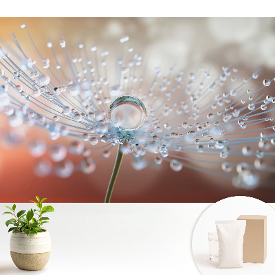 Tapeta s motivem průhledné kapky na vláknech pampelišky