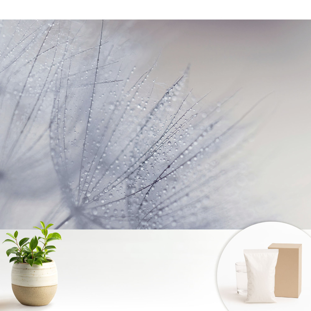 Tapeta na zeď s motivem makro kapek na vláknech pampelišky