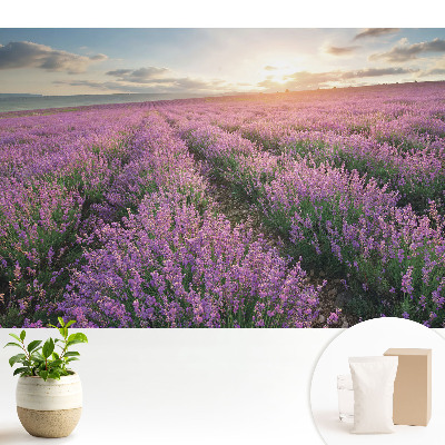 Samolepící tapeta Západ slunce s fialovou levandulí