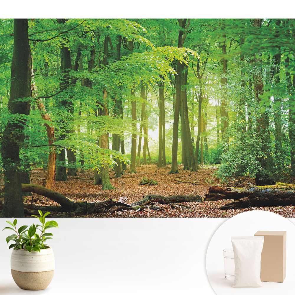 Tapeta s motivem lesní krajiny se slunečními paprsky