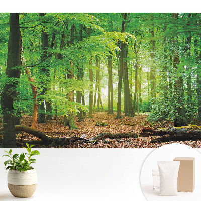 Tapeta s motivem lesní krajiny se slunečními paprsky