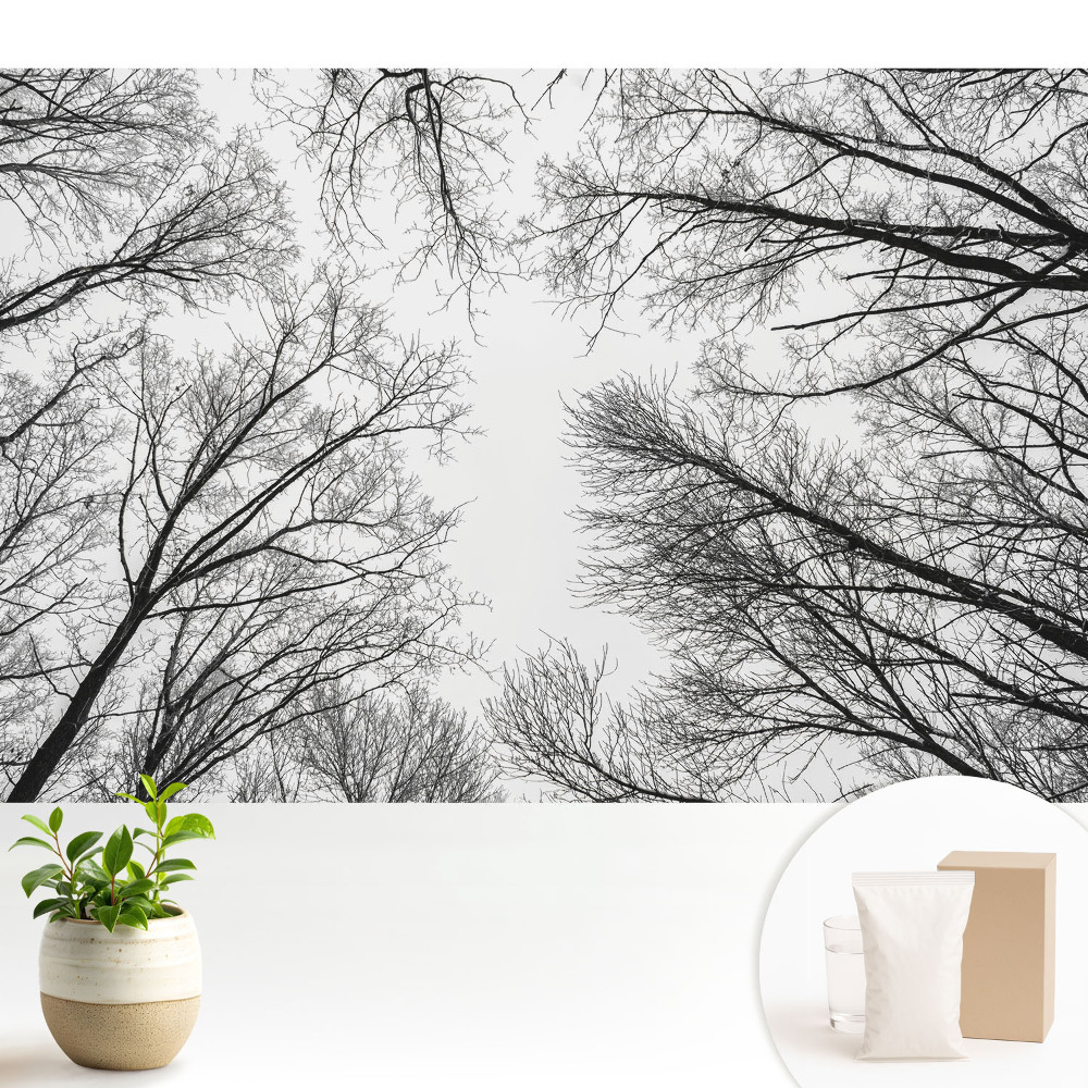 Tapeta na zeď s motivem černobílých zimních stromů