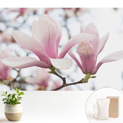 Samolepící tapeta s motivem růžových magnólií v romantickém přírodním provedení