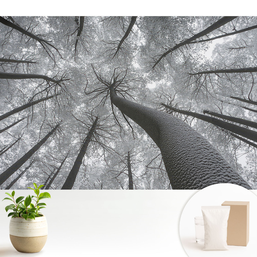 Tapeta do obývacího pokoje s motivem zimního lesa