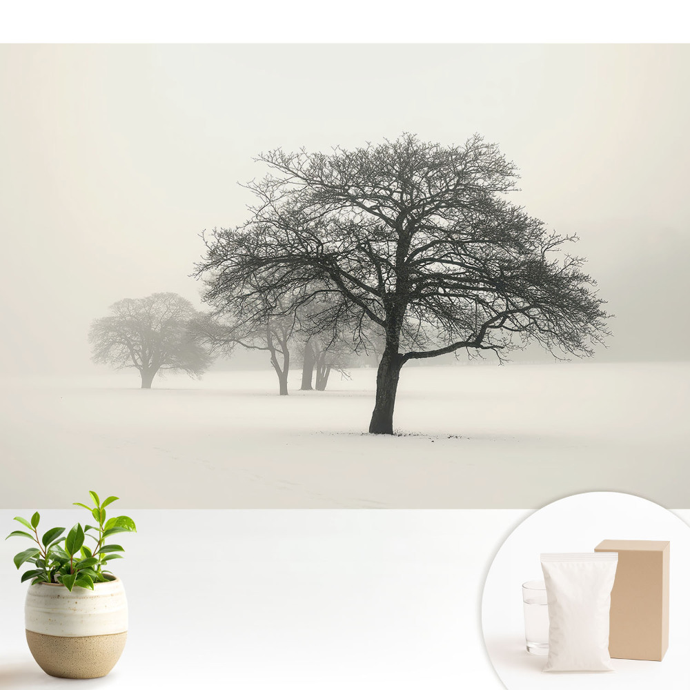 Tapeta se zimním motivem stromů v mlze