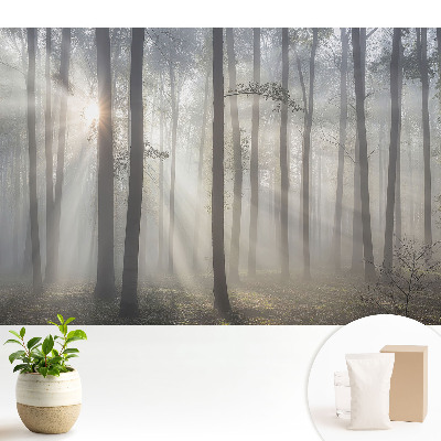 Samolepicí tapeta Ranní klid mezi stromy
