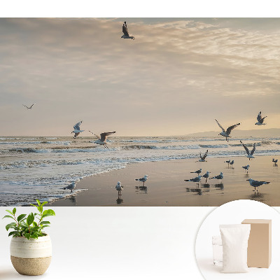 Samolepící tapeta Rackové na pobřeží při západu slunce