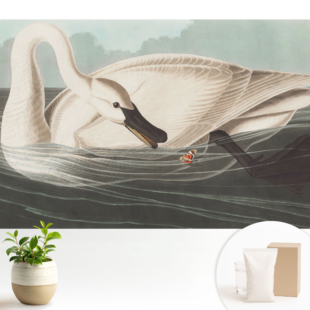 Tapeta s motivem labutě na vodní hladině