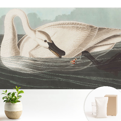 Tapeta s motivem labutě na vodní hladině