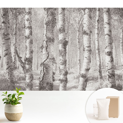 Tapeta Břízy v klasickém lese