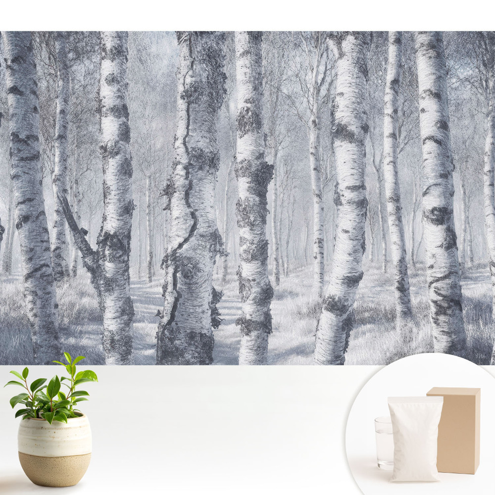 Tapeta na zeď Zimní březový les