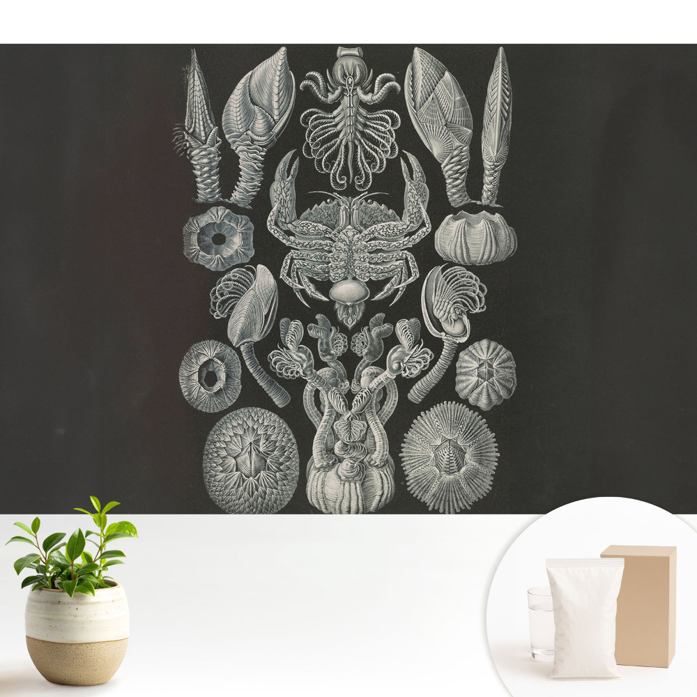 Tapeta do obývacího pokoje s motivem uměleckého rytí mořských organismů
