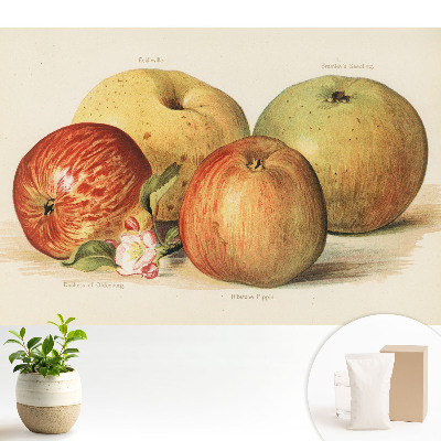 Tapeta na zeď se vzorem čtyř jablek a jabloňového květu v klasickém stylu