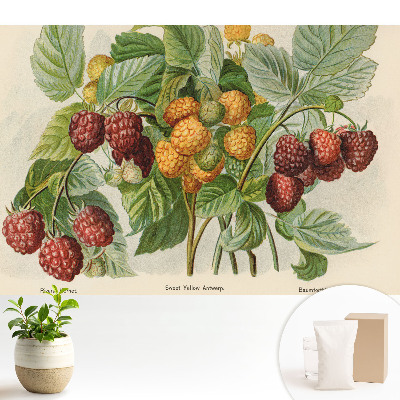 Samolepící tapeta Maliny v botanické ilustraci