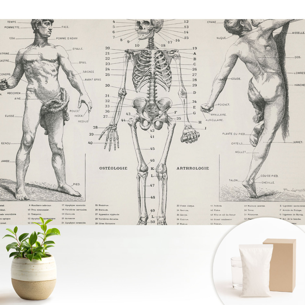 Tapeta s anatomickými ilustracemi v retro stylu