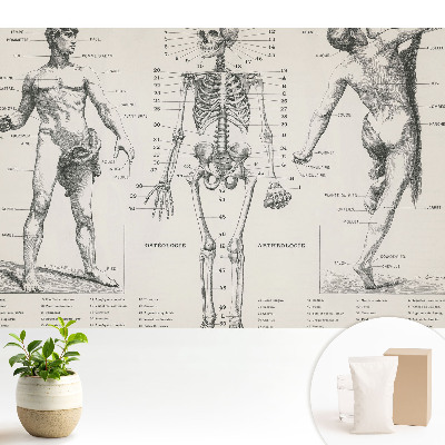 Tapeta s anatomickými ilustracemi v retro stylu