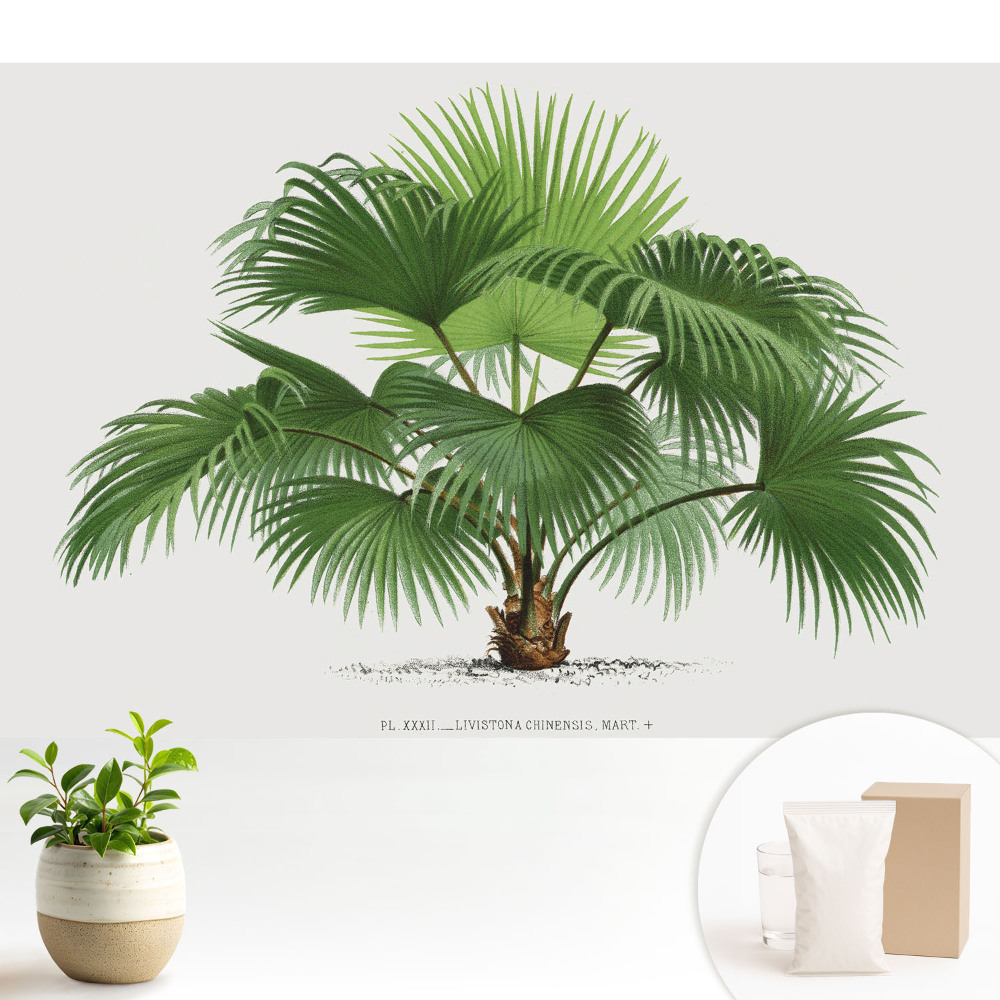 Samolepící tapeta Klasická elegance palmy