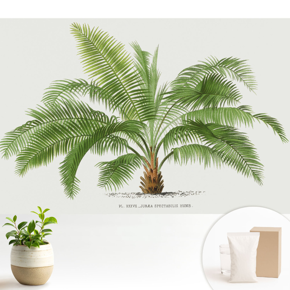 Tapeta s ilustrací tropické palmy