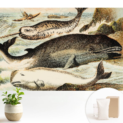 Tapeta na zeď Klasická ilustrace kytovců s narvalem