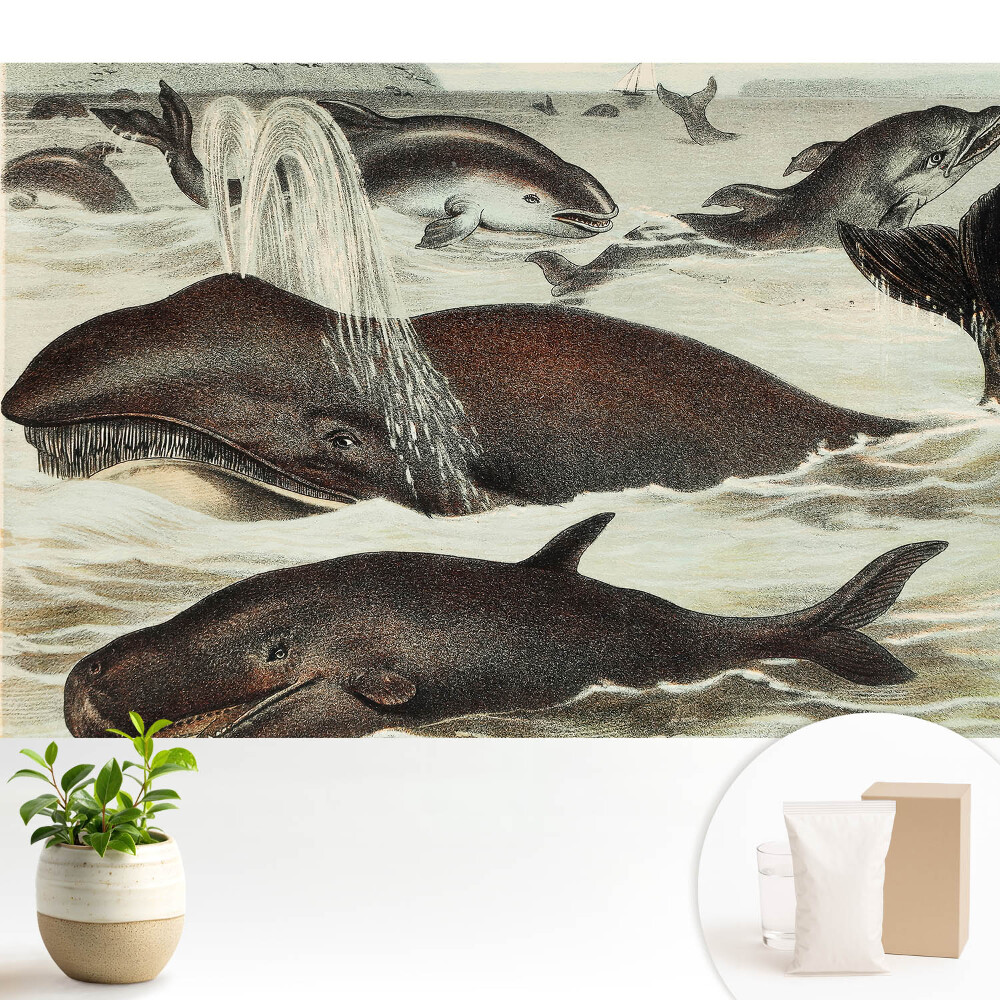 Samolepící tapeta s motivem vodních živočichů