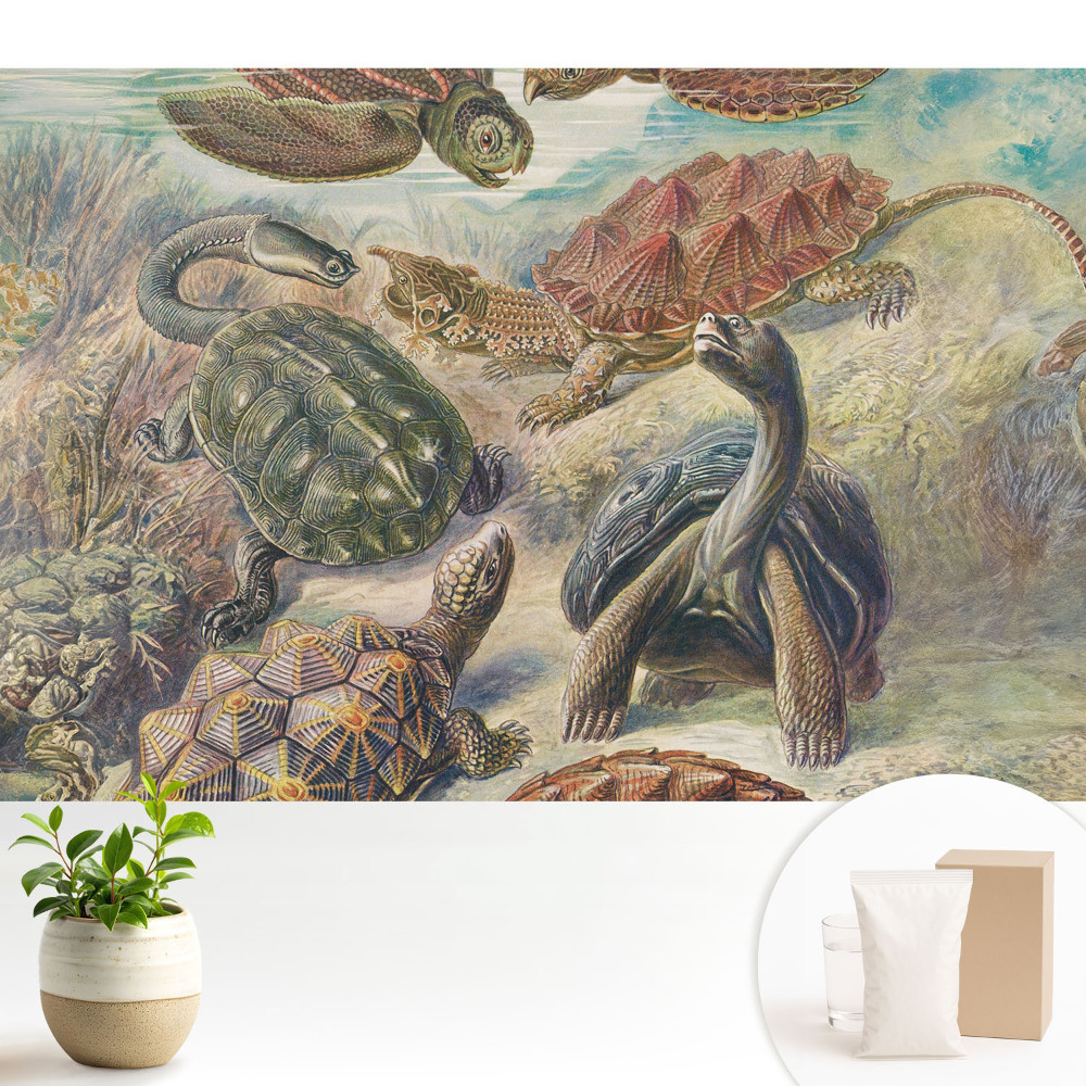 Tapeta do obývacího pokoje s motivem různých želv ve vodní scenérii