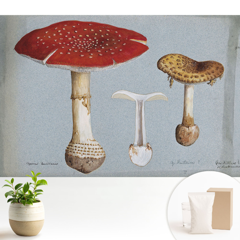 Tapeta v klasickém stylu s motivem hub