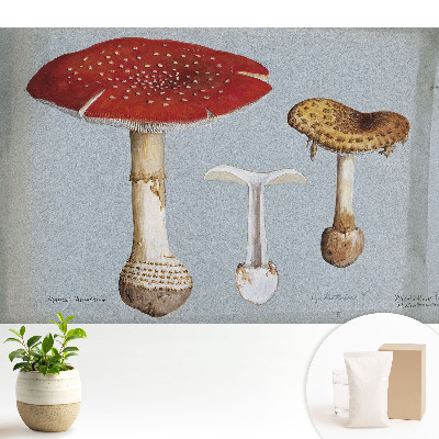 Tapeta Klasický styl houbové ilustrace