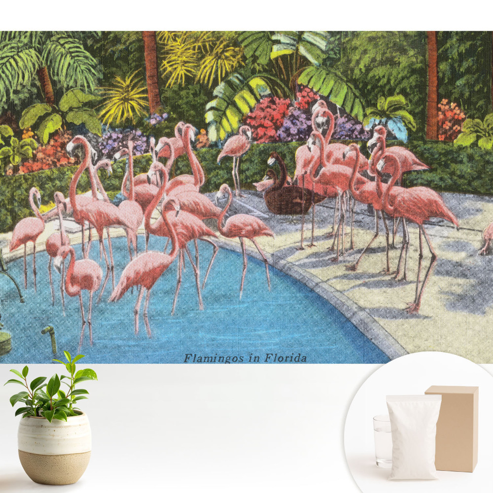 Tapeta Plameňáci u bazénu