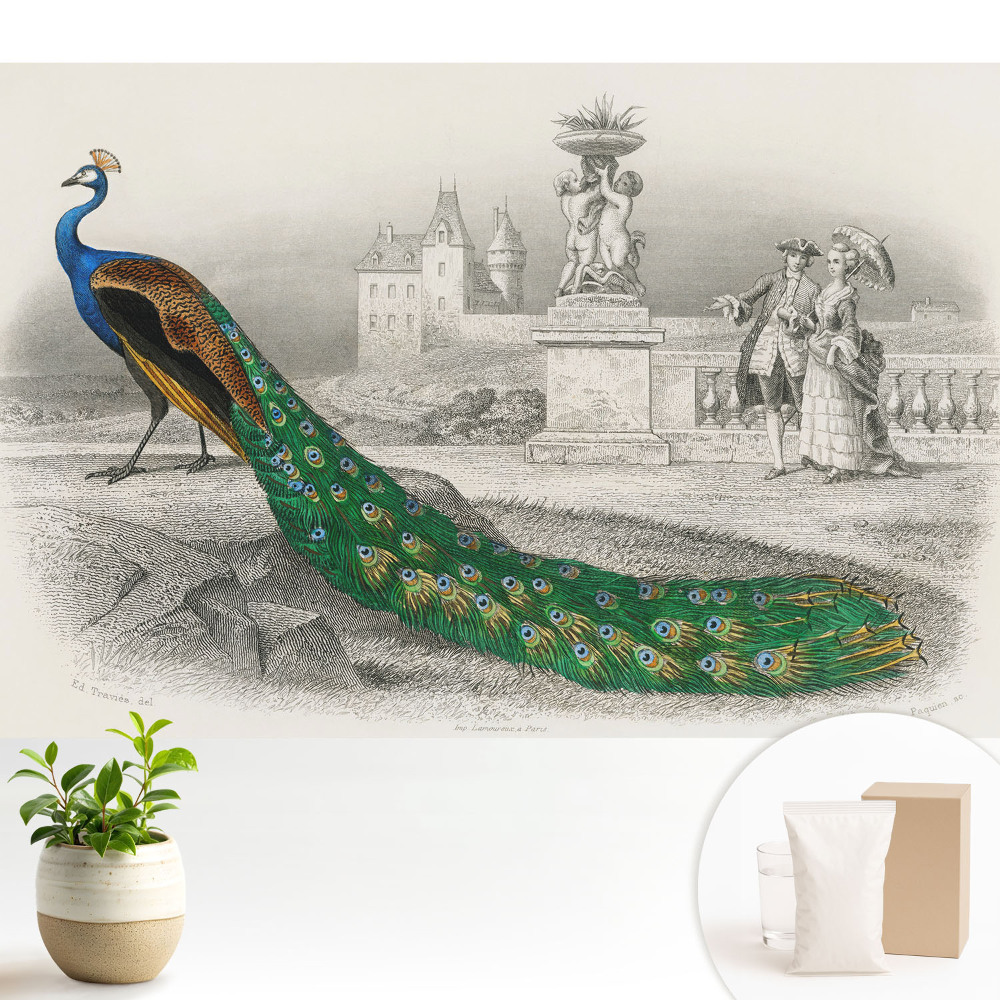 Tapeta s motivem páva v zahradě a barokních postav