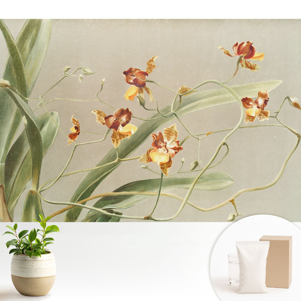 Tapeta s motivem krásných orchidejí na šedém pozadí