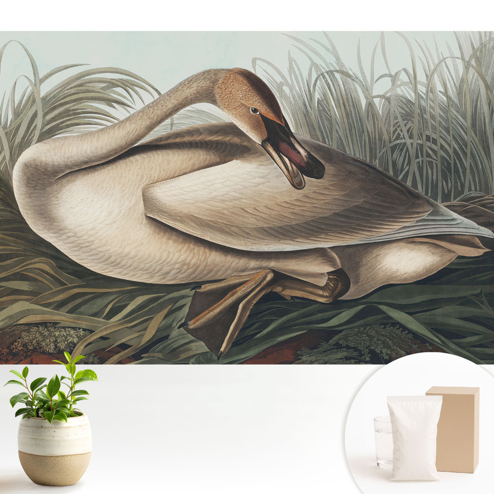 Samolepící tapeta s motivem klasické labutě a rostlin v pozadí