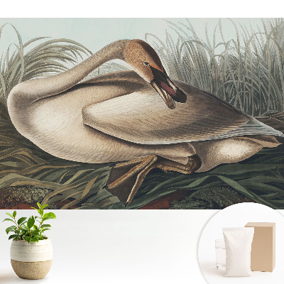 Samolepící tapeta Klasická labuť s rostlinami v pozadí