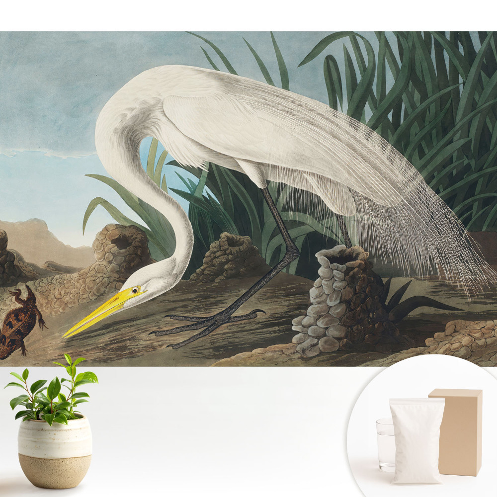 Tapeta Volavka v trávě