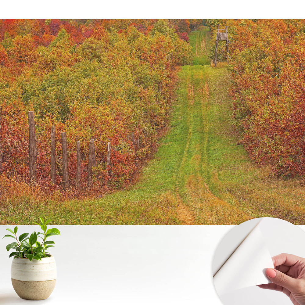 Tapeta Podzimní cesta mezi barevnými stromy