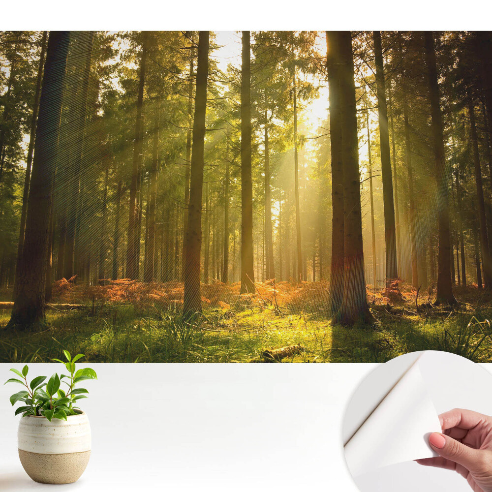 Tapeta Slunečný les ráno