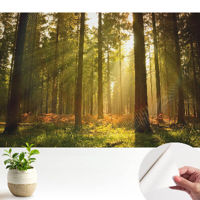 Tapeta Slunečný les ráno